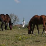 Iskolaszálló Falusi Turizmus Bakonyszücs (3)