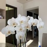 Orchidea Apartmanház Egerszalók (3)