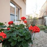 Apartament Central place with garden 2 Cluj-Napoca (3)