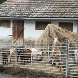 Őrségi Malom Panzió Bajánsenye (5)