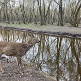 Kisdió Vendégház Dég (5)