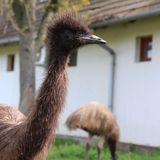 Storchennest Birtok Mesztegnyő (3)