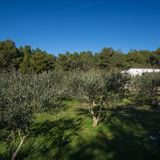 House Olive Eden Milna (3)