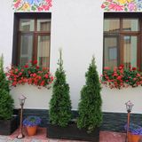 Flowers House Sibiu (3)