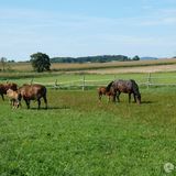 Gospodarstwo Agroturystyczne Marianówek Dzierżoniów (3)