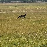 Wiejskie podwórze Ekologiczne, agroturystyka Białowieża (5)