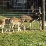 Pokoje U Karpiela Kościelisko (4)