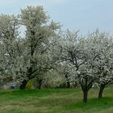 Élő Tisza Vendégház Nagykörű (2)