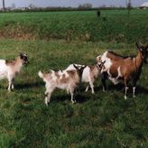 Obykole Stanisława Kowalczyk (4)