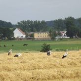 Gospodarstwo Agroturystyczne Marianówek (4)