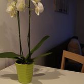 Pensjonat Abaya Gardenia (4)