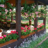 Rezydencja Viola (3)