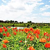 Czereśniowy Zakątek (3)