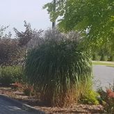 Dom Weselny ALICJA (2)