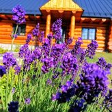 Apartamenty i pokoje gościnne nad jeziorem, noclegi (2)