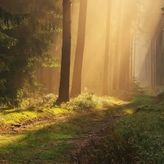 Król Puszczy nad jeziorem Mokre (4)