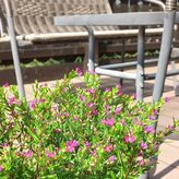 MELITTON - pokoje gościnne Zakopane CENTRUM noclegi (4)