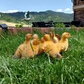 Agroturystyka Pod Zamczyskiem (2)