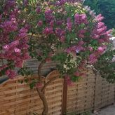 Pokoje Gościnne i Apartament "Przy lesie" (3)