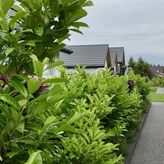 Sarbinowska Jaskółka (4)