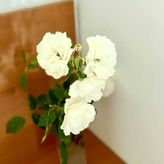 Pod Sosnami - termy w bliskiej odległosci (4)