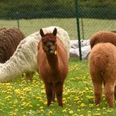 Pensjonat Tuček (3)