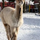 Apartamenty ADAMCYKÓWKA z jacuzzi i sauną (2)