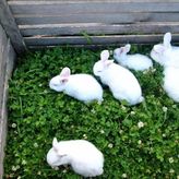 Gospodarstwo Agroturystyczne Zembroń (3)