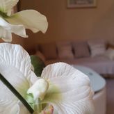 Nea Studio Apartment (3)