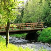 Niedźwiedziówka (3)