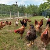 Agroturystyka U Zosi (4)