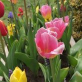 Domki Parszczyce (4)