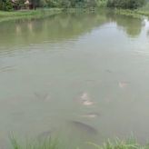 Domki wypoczynkowe Oaza w Bieszczadach z łowiskiem (4)