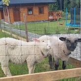 Domki w Dolinie Olzy Istebna (3)