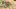 Total War Rome 2 dostanie nową kampanię. Oficjalną