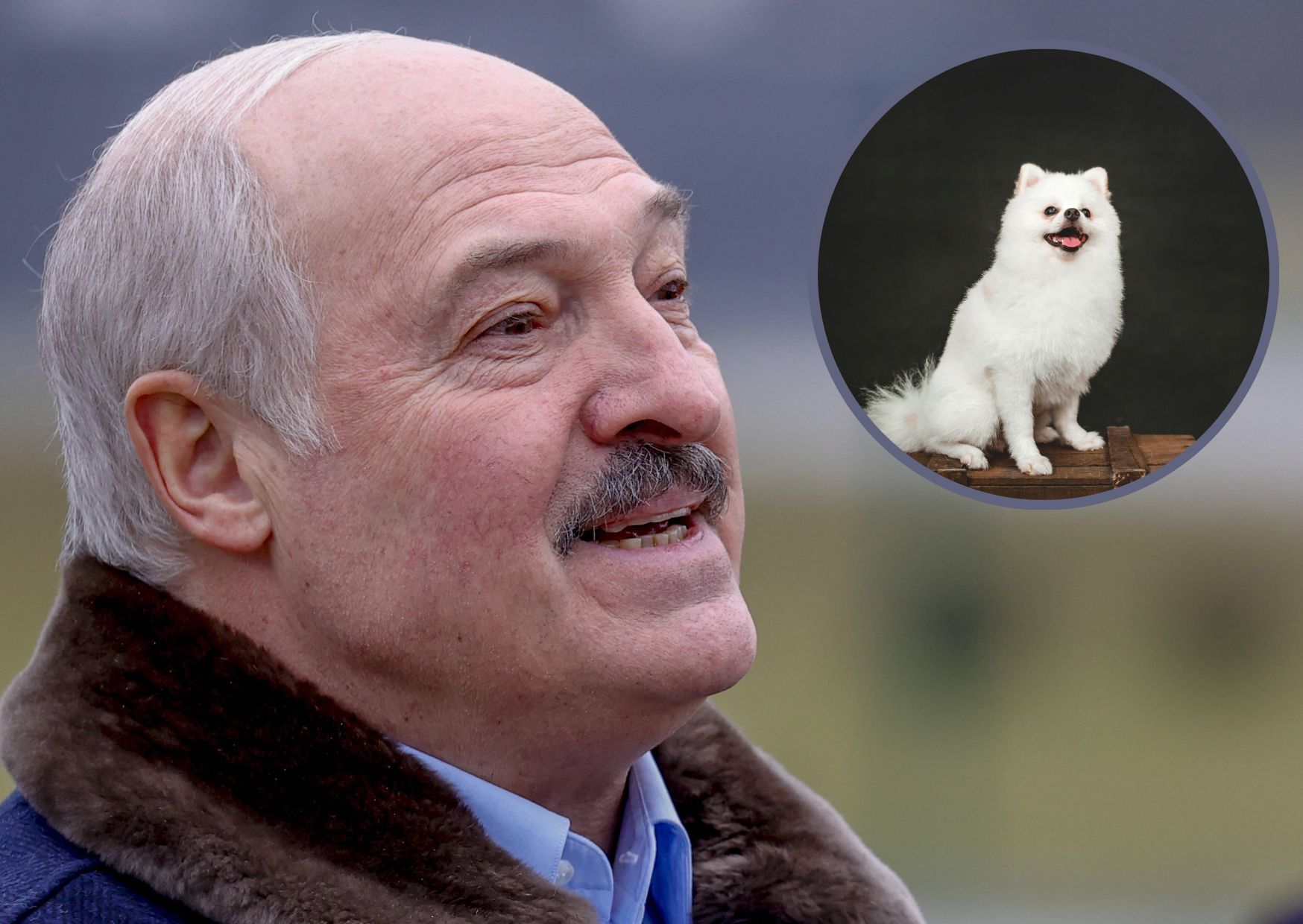 Lukashenko's Soft Spot: Belarus Leader's Bond with Fluffy Spitz