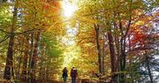 Jesienne wędrówki po lasach w Polsce. Gdzie warto się wybrać?