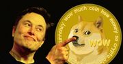 Kto kupił Dogecoina, ten może otwierać szampana