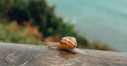 Antywirus spowalnia twój komputer. Który najbardziej?