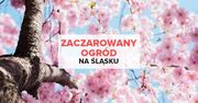 Zaczarowany Ogród na Śląsku? Tak, w Raciborzu!