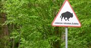 Weekend w Białowieży. Nieoczywiste miejsca, które warto zobaczyć