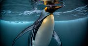 Linux 6.5. Wzrost wydajności i inne nowości