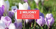 Krokusy w Muszynie! Alternatywa dla Polany Chochołowskiej?