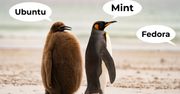 Który Linux wybrać? 5 szybkich porad dla początkujących