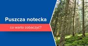 Puszcza notecka - co warto zobaczyć?
