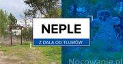 Z dala od tłumu: Neple