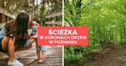 Ścieżka w koronach drzew w Poznaniu. Nowa atrakcja w Wielkopolsce!