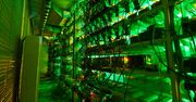 Budują ekologiczną kopalnię bitcoinów. Wpadli na innowacyjny pomysł