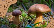Dla grzybiarzy - najlepsze aplikacje do rozpoznawania grzybów