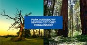 Park Narodowy Sekwoi czy Dęby Rogalińskie? Poznaj podobieństwa i różnice